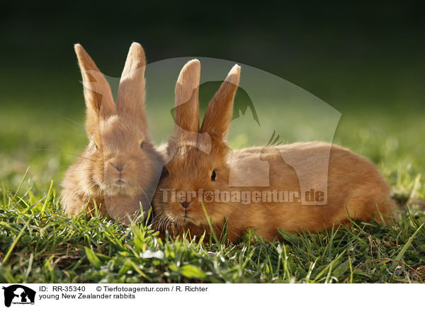 junge Neuseelnder Kaninchen / young New Zealander rabbits / RR-35340