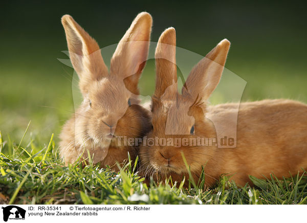 junge Neuseelnder Kaninchen / young New Zealander rabbits / RR-35341