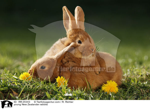 junge Neuseelnder Kaninchen / young New Zealander rabbits / RR-35343
