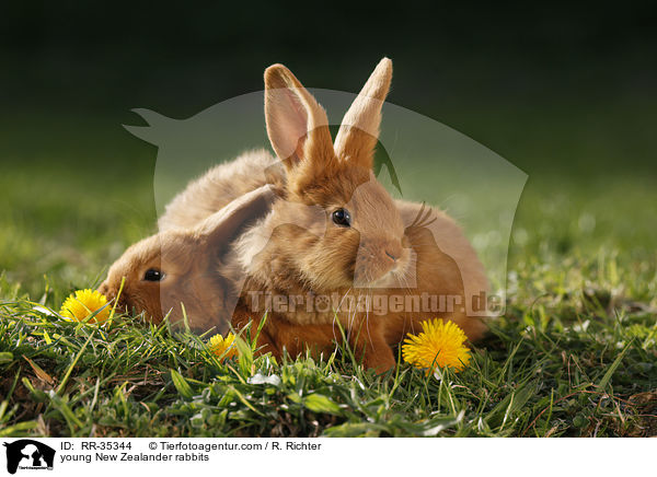 junge Neuseelnder Kaninchen / young New Zealander rabbits / RR-35344