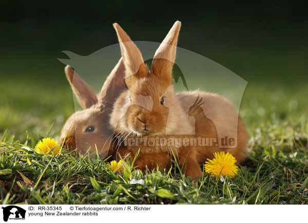 young New Zealander rabbits / RR-35345