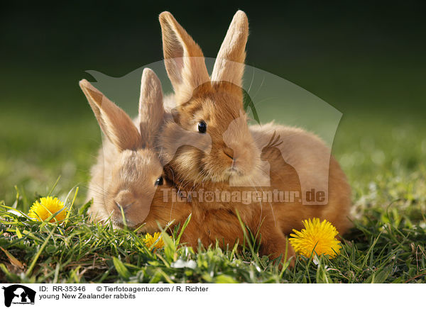 junge Neuseelnder Kaninchen / young New Zealander rabbits / RR-35346