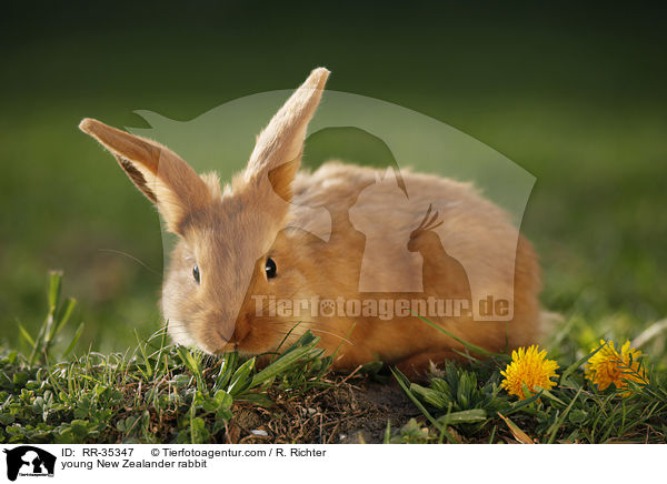 young New Zealander rabbit / RR-35347