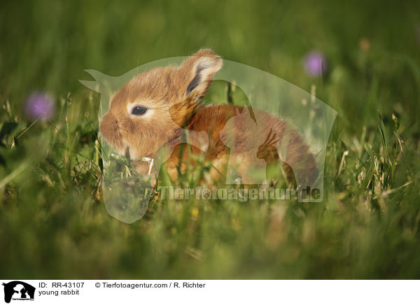 young rabbit / RR-43107