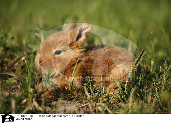 young rabbit / RR-43108