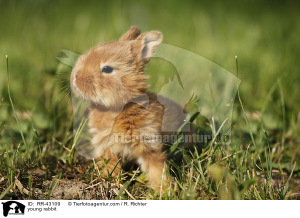 young rabbit / RR-43109