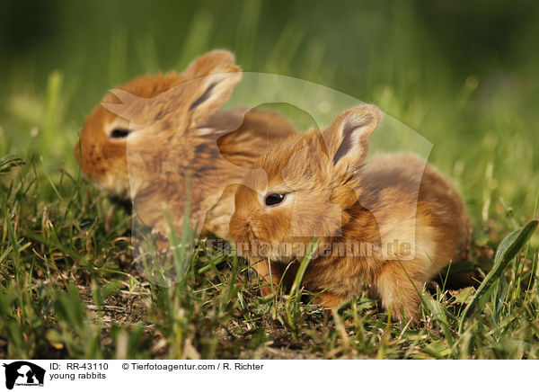 young rabbits / RR-43110