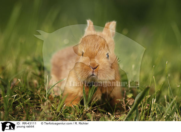 young rabbit / RR-43111