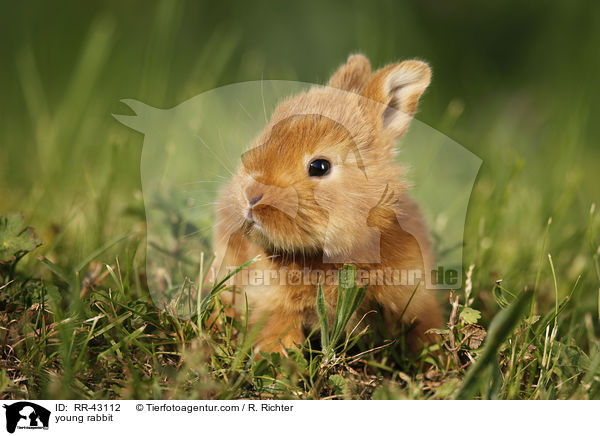 young rabbit / RR-43112