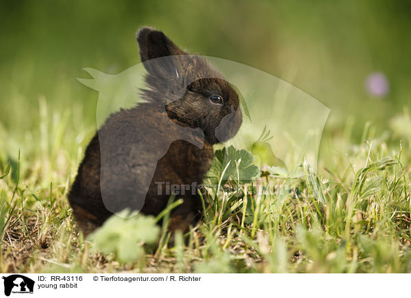 young rabbit / RR-43116