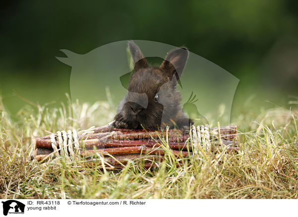 young rabbit / RR-43118