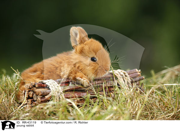 young rabbit / RR-43119