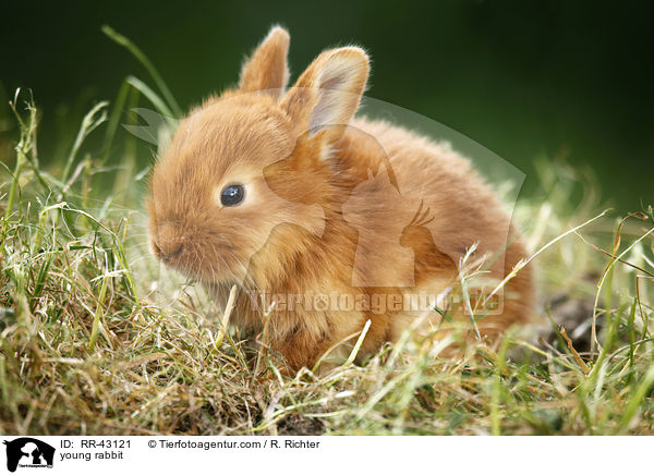 young rabbit / RR-43121