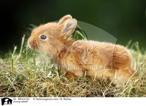 young rabbit / RR-43122