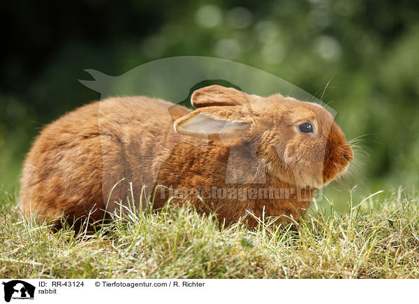 Neuseelnder / rabbit / RR-43124