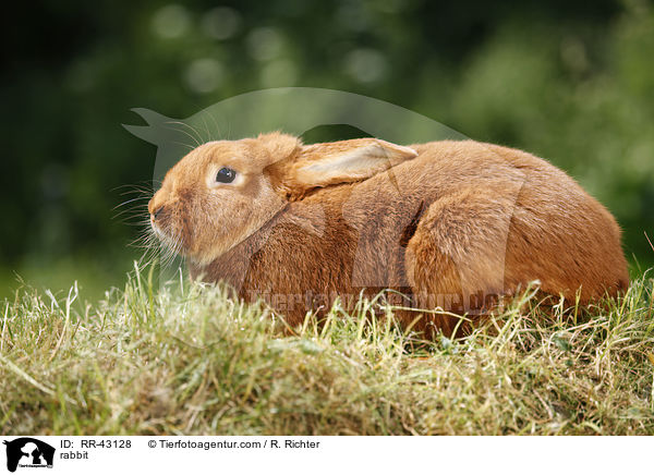 Neuseelnder / rabbit / RR-43128