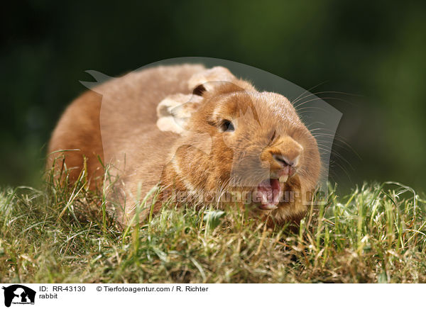 Neuseelnder / rabbit / RR-43130