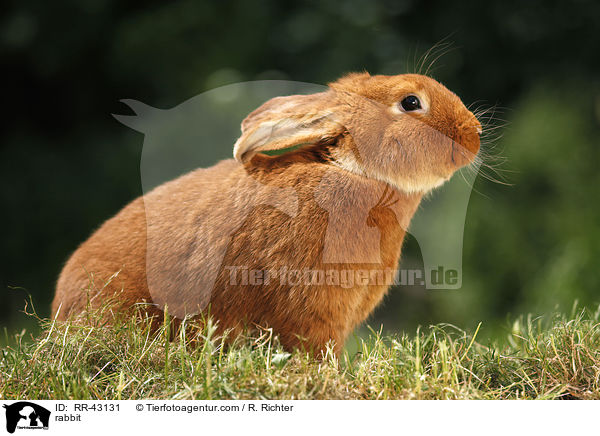 rabbit / RR-43131