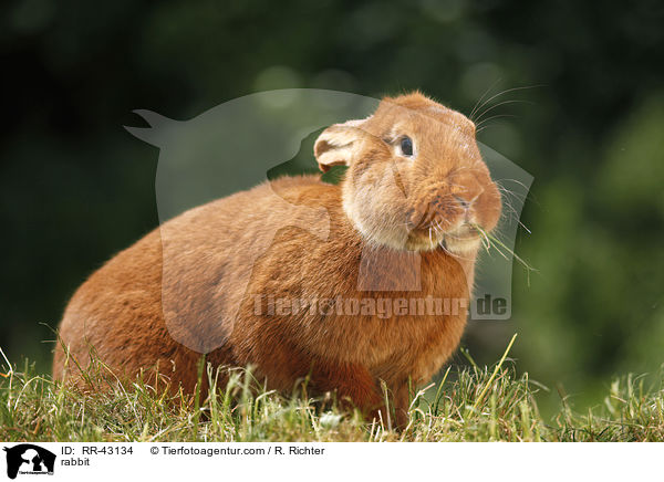 rabbit / RR-43134