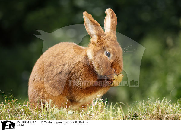 Neuseelnder / rabbit / RR-43136