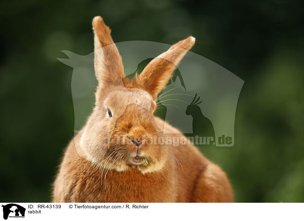 rabbit / RR-43139