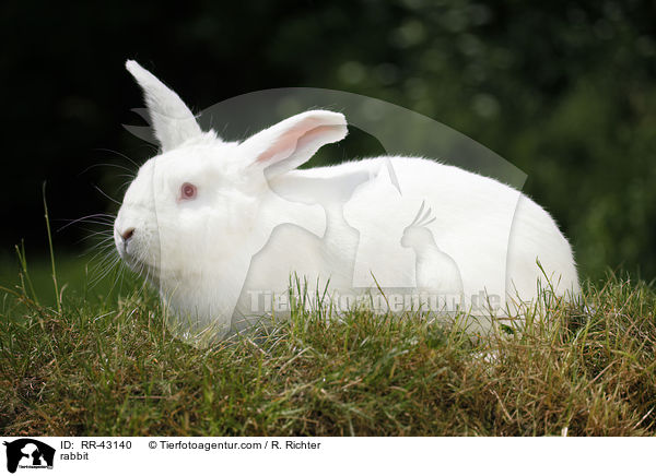rabbit / RR-43140