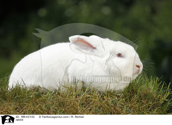 Neuseelnder / rabbit / RR-43142