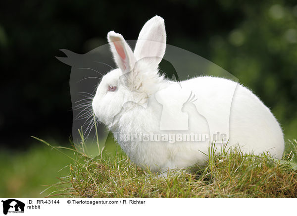 Neuseelnder / rabbit / RR-43144