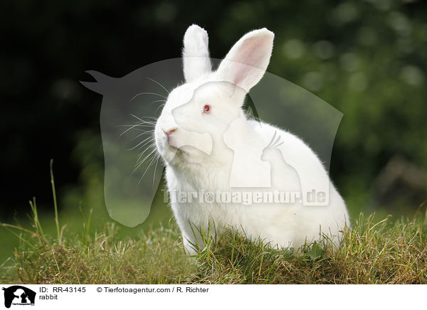 Neuseelnder / rabbit / RR-43145