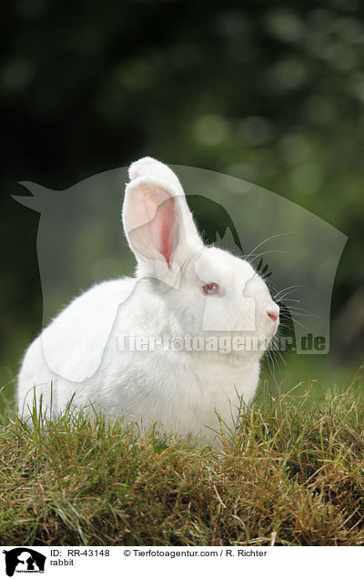 Neuseelnder / rabbit / RR-43148