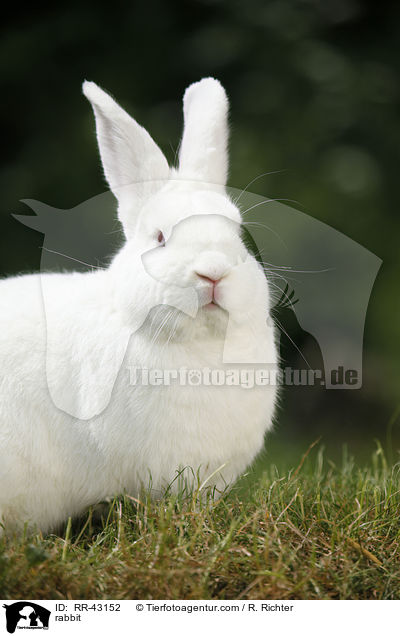 Neuseelnder / rabbit / RR-43152