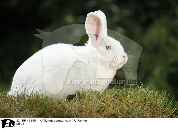 Neuseelnder / rabbit / RR-43155
