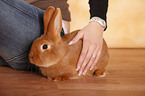 young woman with rabbit