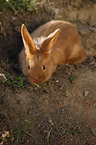 young New Zealander rabbit