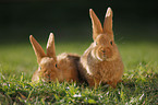 young New Zealander rabbits