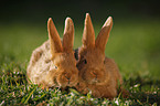 young New Zealander rabbits