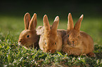 young New Zealander rabbits