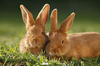 young New Zealander rabbits