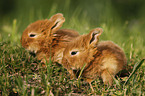 young rabbits