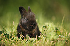 young rabbit