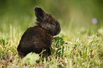 young rabbit