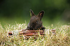 young rabbit