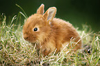 young rabbit