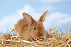 young rabbit