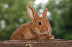 young rabbit