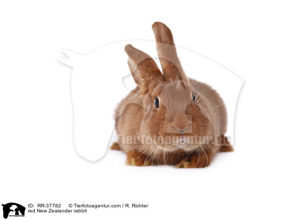 Roter Neuseelnder / red New Zealander rabbit / RR-37782