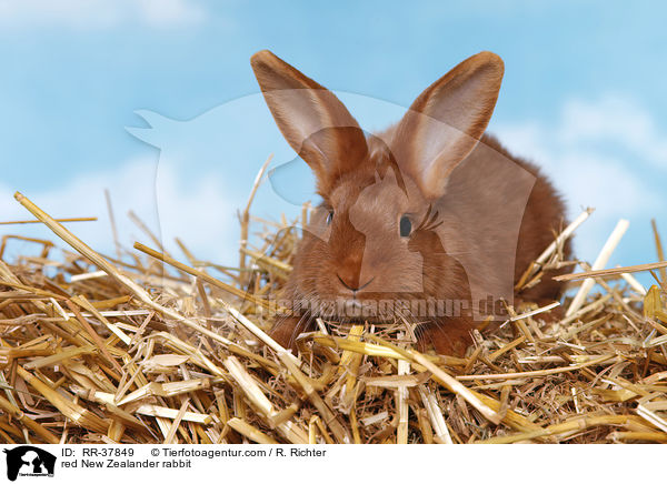 red New Zealander rabbit / RR-37849