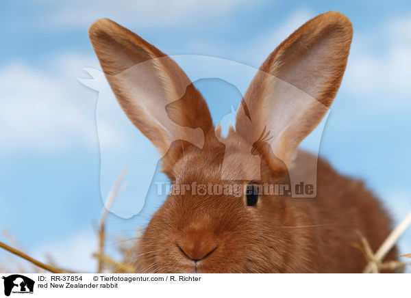 red New Zealander rabbit / RR-37854