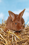 red New Zealander rabbit