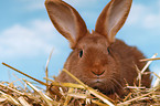 red New Zealander rabbit